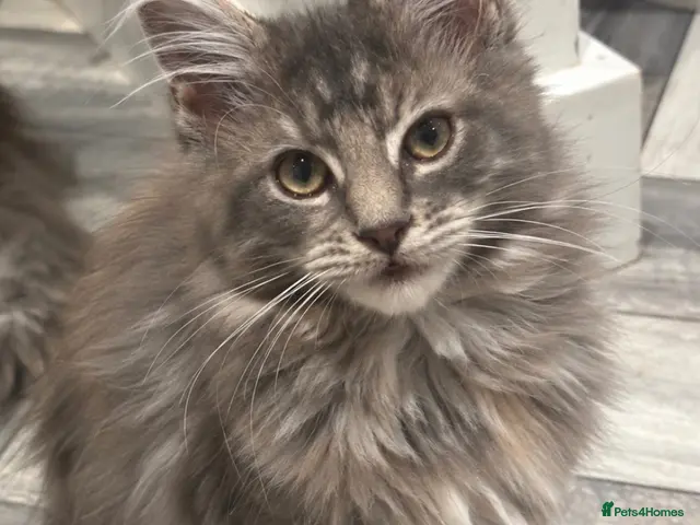 Maine Coon cats for sale: TICA Reg’d MaineCoon Kittens–Cream&Torbie-RoKits - Advert 3