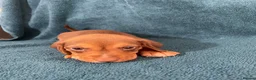 Mixed Breed dogs for sale: Brocker in Wakefield - Advert 6