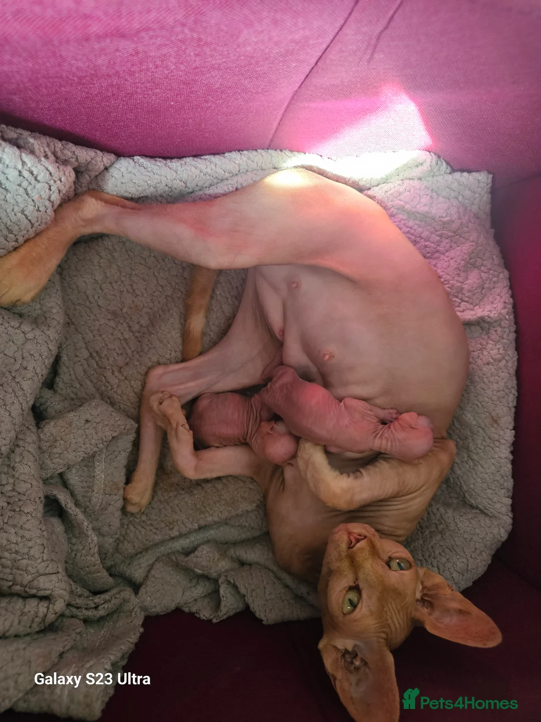 Sphynx cats for sale: Sphynx  in Southampton - Advert 1