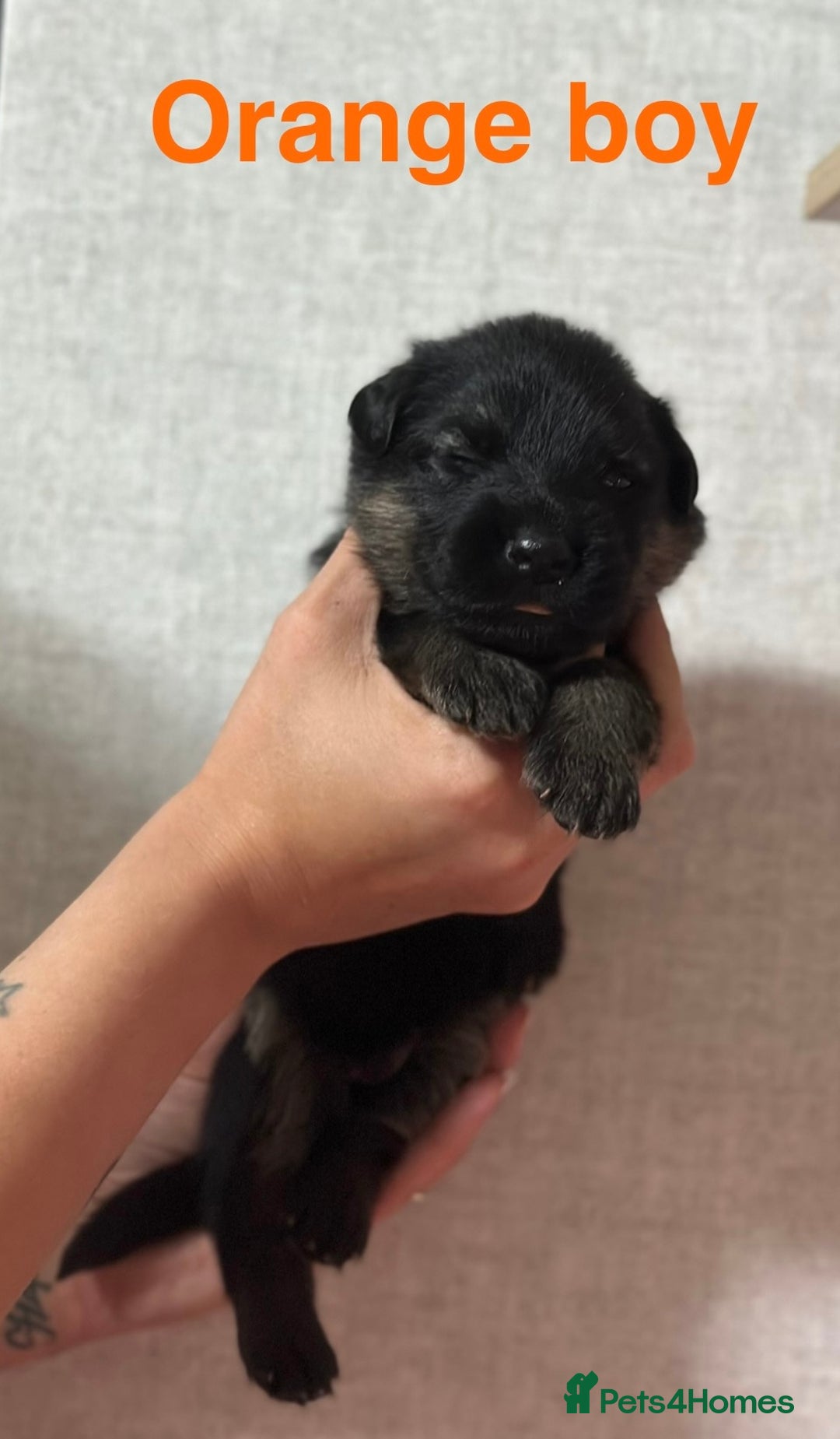 German Shepherd dogs for sale: German shepherd puppies  - Image 15