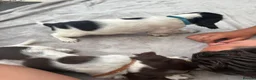 English Springer Spaniel dogs for sale: Springer spaniel puppies - Advert 14