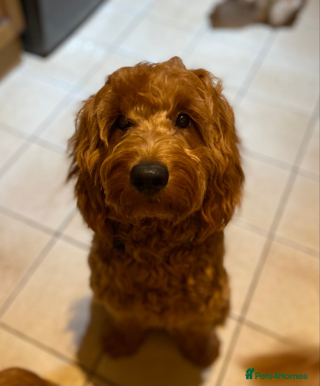 Mini Goldendoodle dogs for sale: Mini Goldendoodle Puppies ready now  - Advert 5