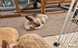 Lionhead rabbits for sale: Minni rex X lionhead bunnies - Image 12