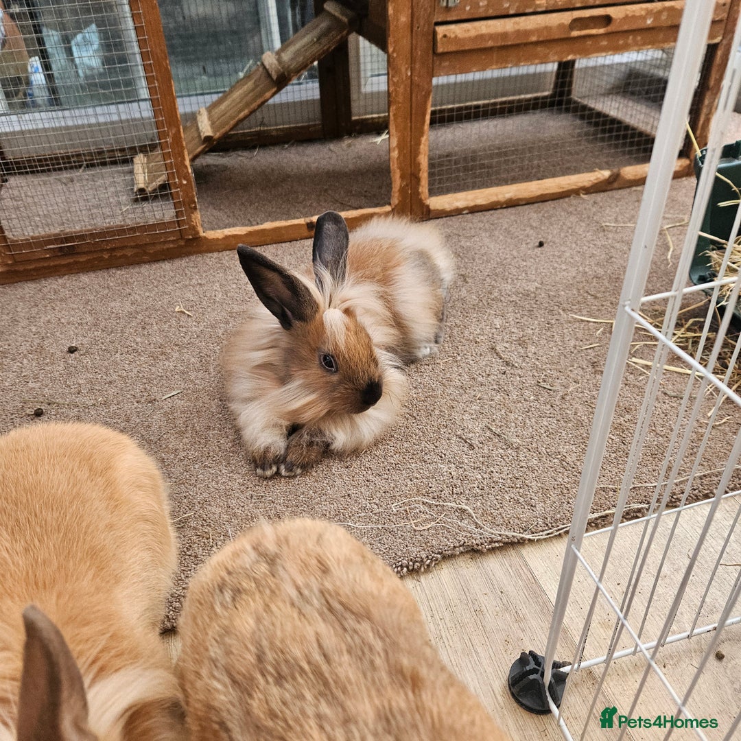 Lionhead rabbits for sale: Minni rex X lionhead bunnies - Image 12