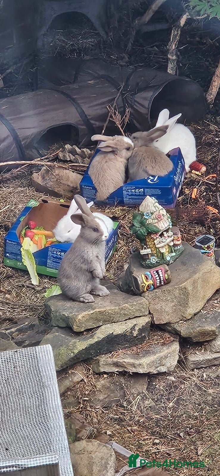 Mixed Breed rabbits Rabbits  - Advert 14
