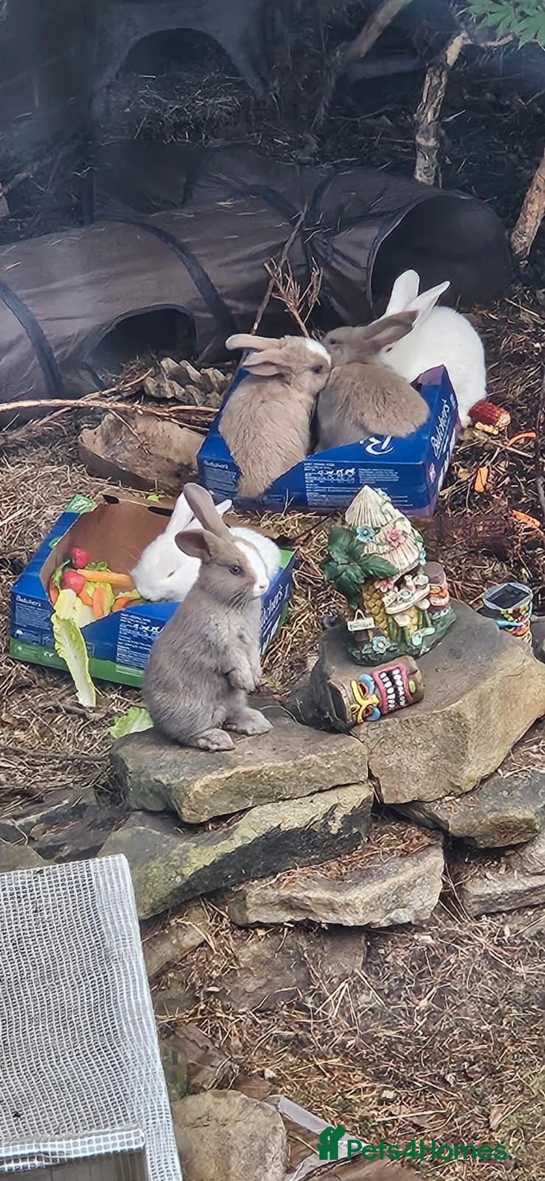 Mixed Breed rabbits for sale: Rabbits  - Advert 1