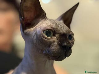 Sphynx cats Female Sphynx - Advert 12