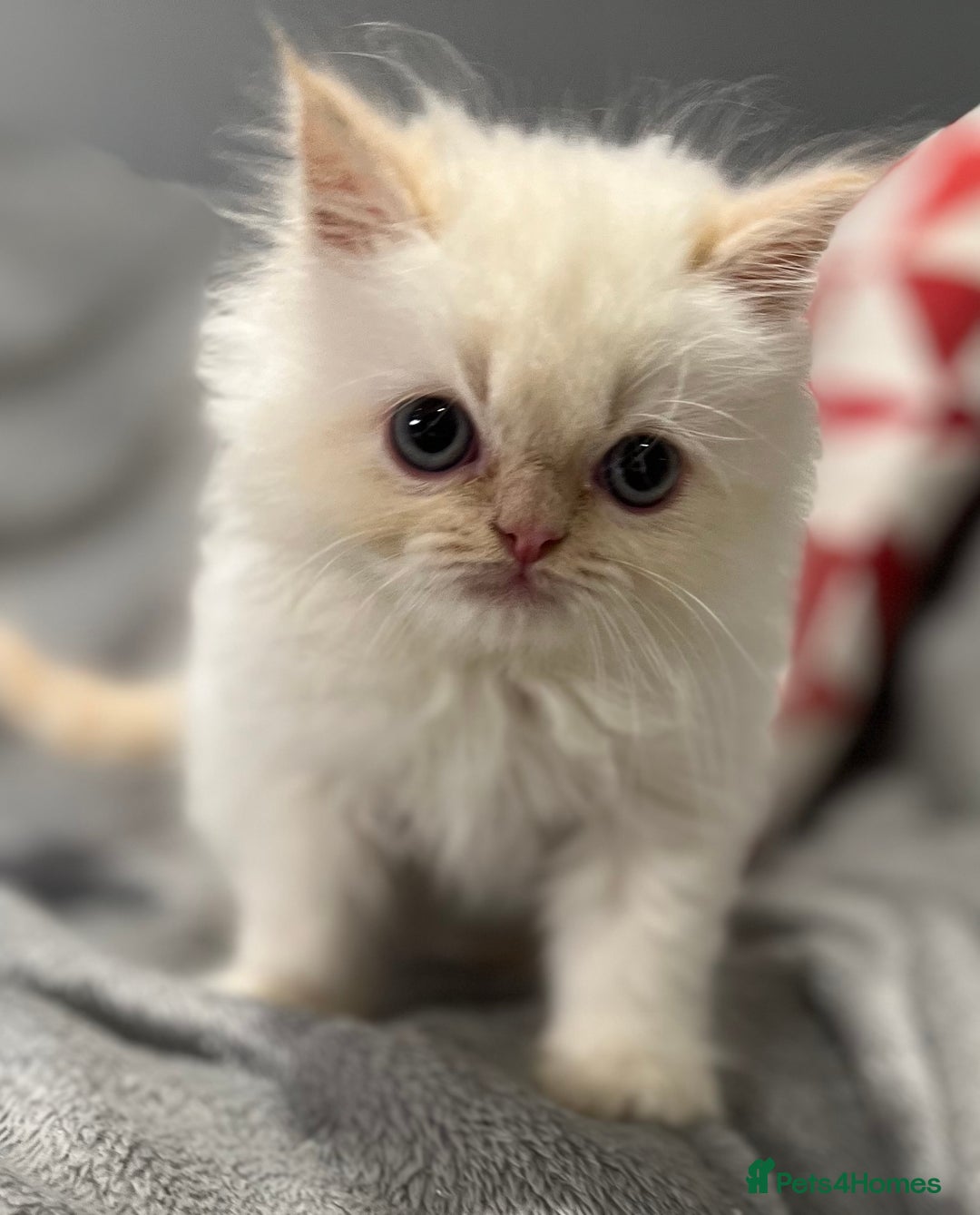 Ragdoll cats for sale: Stunning Ragdoll x Persian kittens.  - Image 5