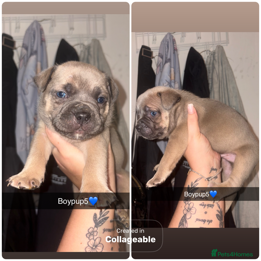 Mixed Breed dogs for sale: Puppies looking for their forever homes.  - Advert 8