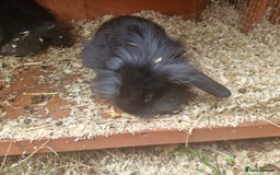Lionhead rabbits for sale: 2 little sisters looking for their forever home - Image 1