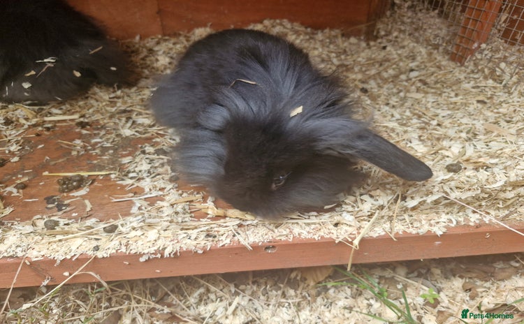 Lionhead rabbits - Advert 3