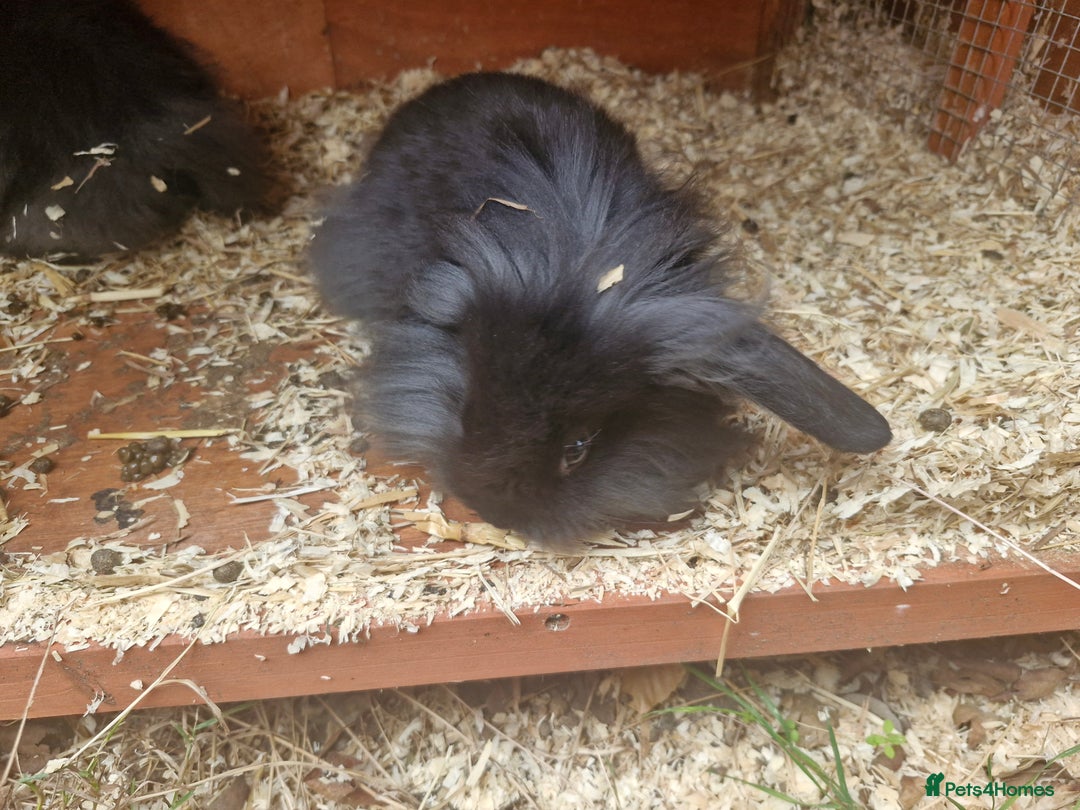 Lionhead rabbits for sale: 2 little sisters looking for their forever home - Image 1