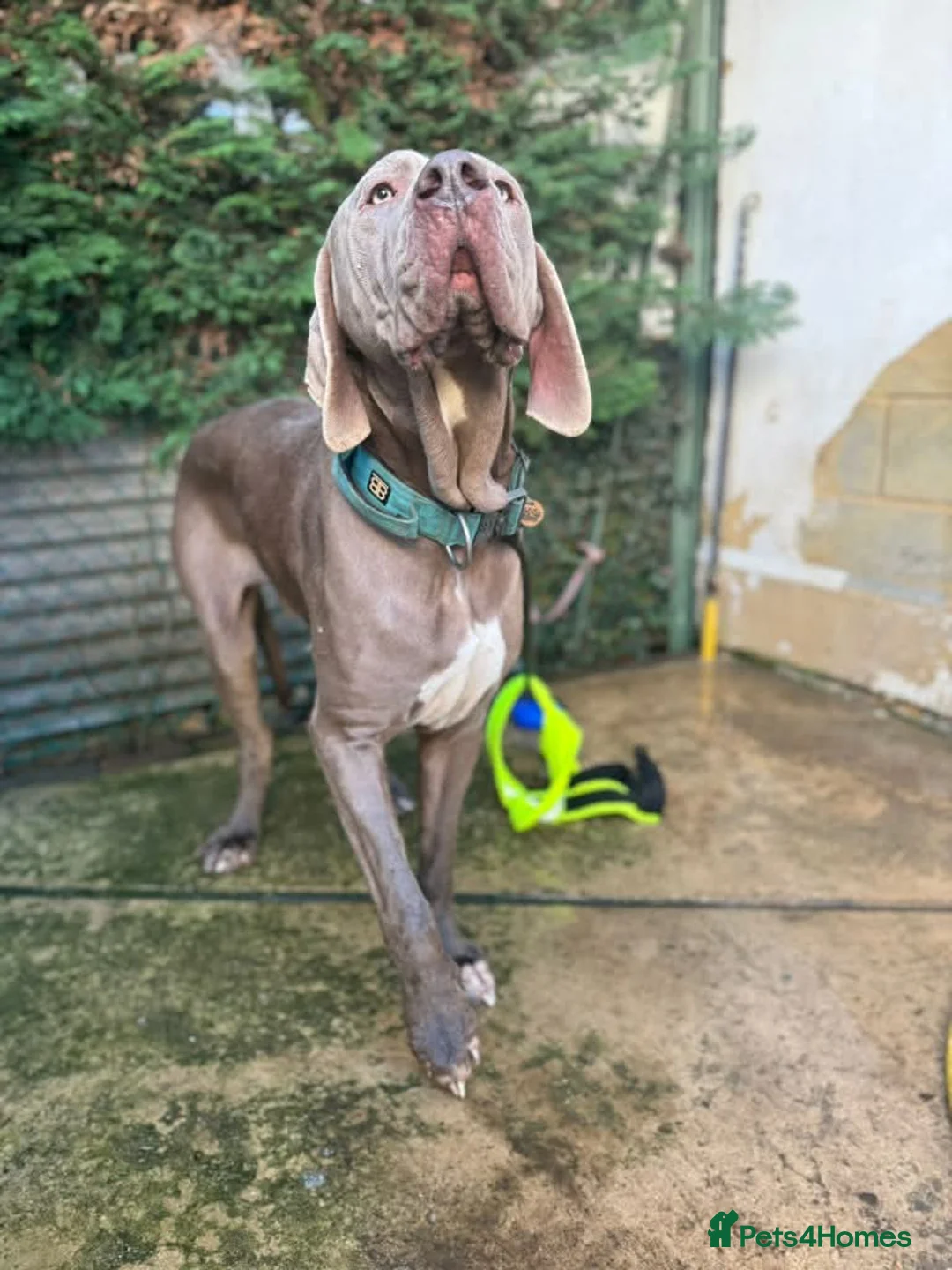 Weimaraner dogs for adoption: Meet Bruno, currently residing in Surrey - Advert 12