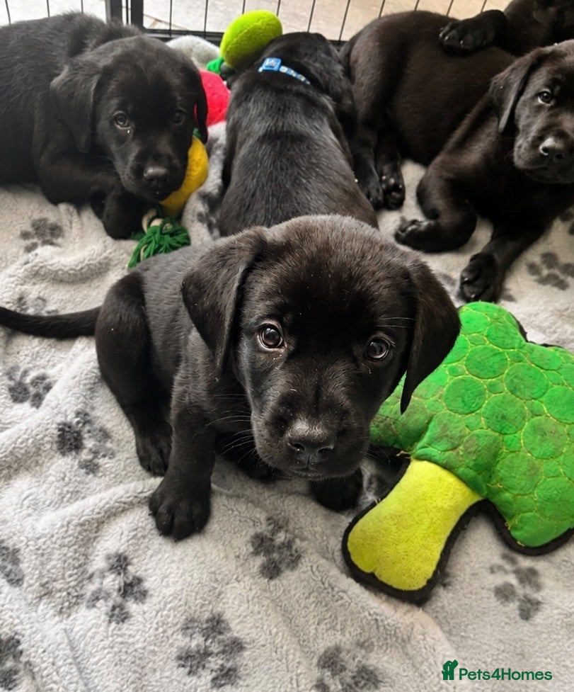 Labrador Retriever dogs Beautiful KC Black Labrador Puppies  - Advert 2