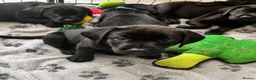 Labrador Retriever dogs for sale: Beautiful KC Black Labrador Puppies  - Advert 7