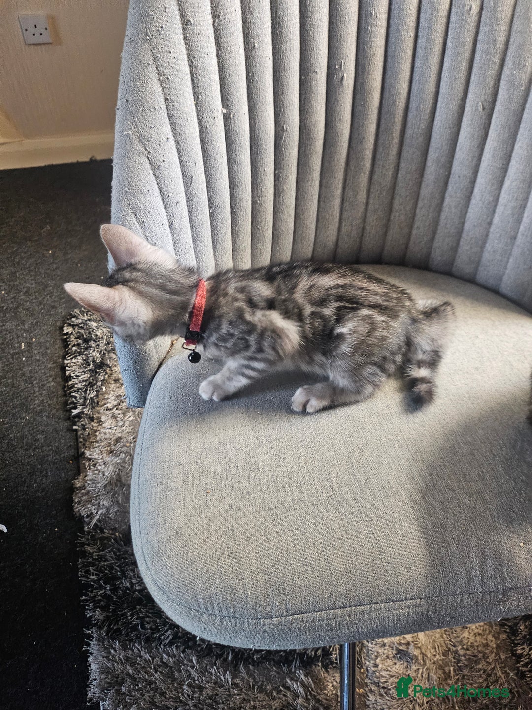 Bengal cats for sale: Active Tica Registered Bengal kittens  - Advert 5