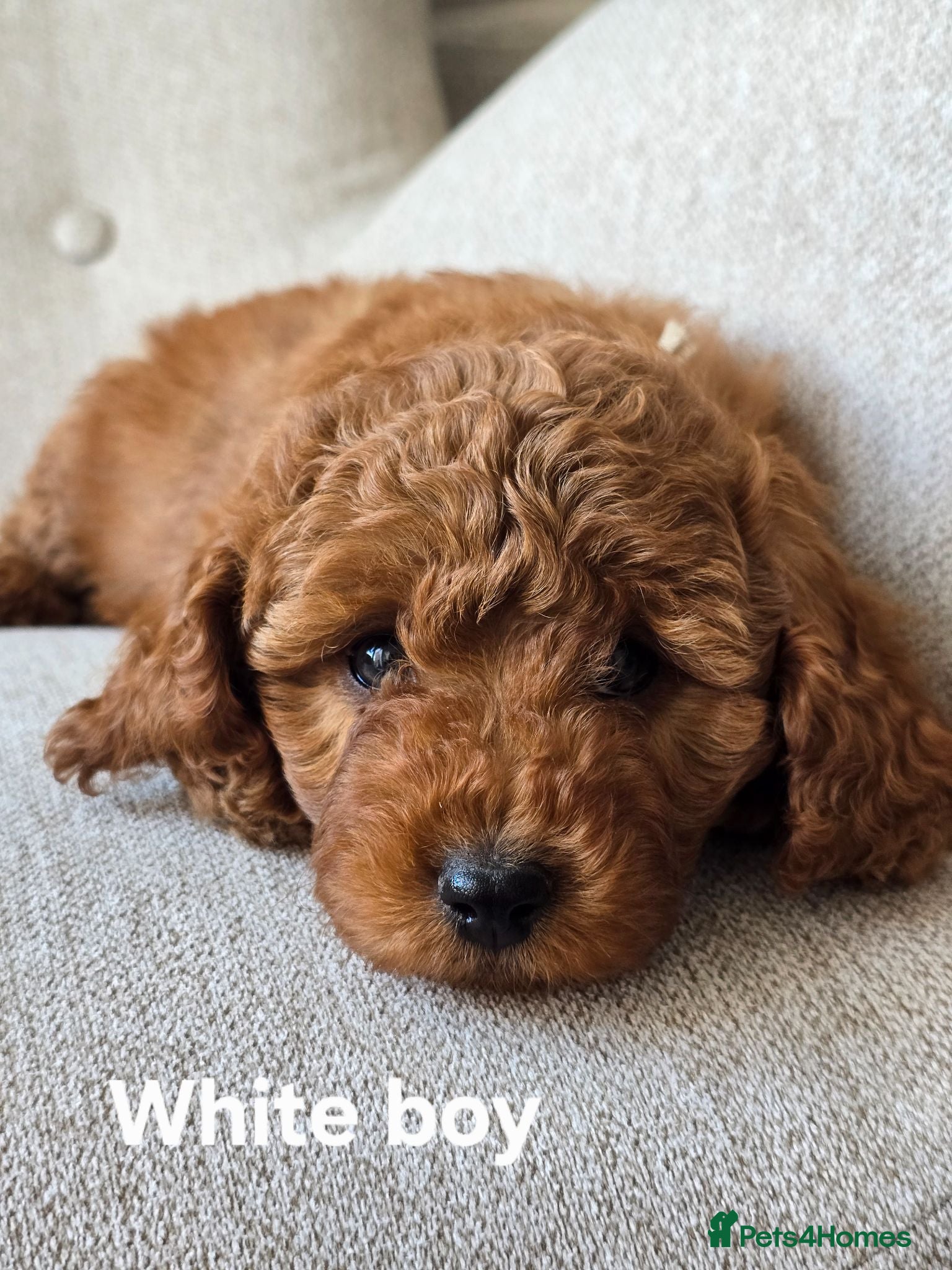 Cavapoo dogs ❤️Cavapoo F1b❤️ DNA tested  - Advert 1