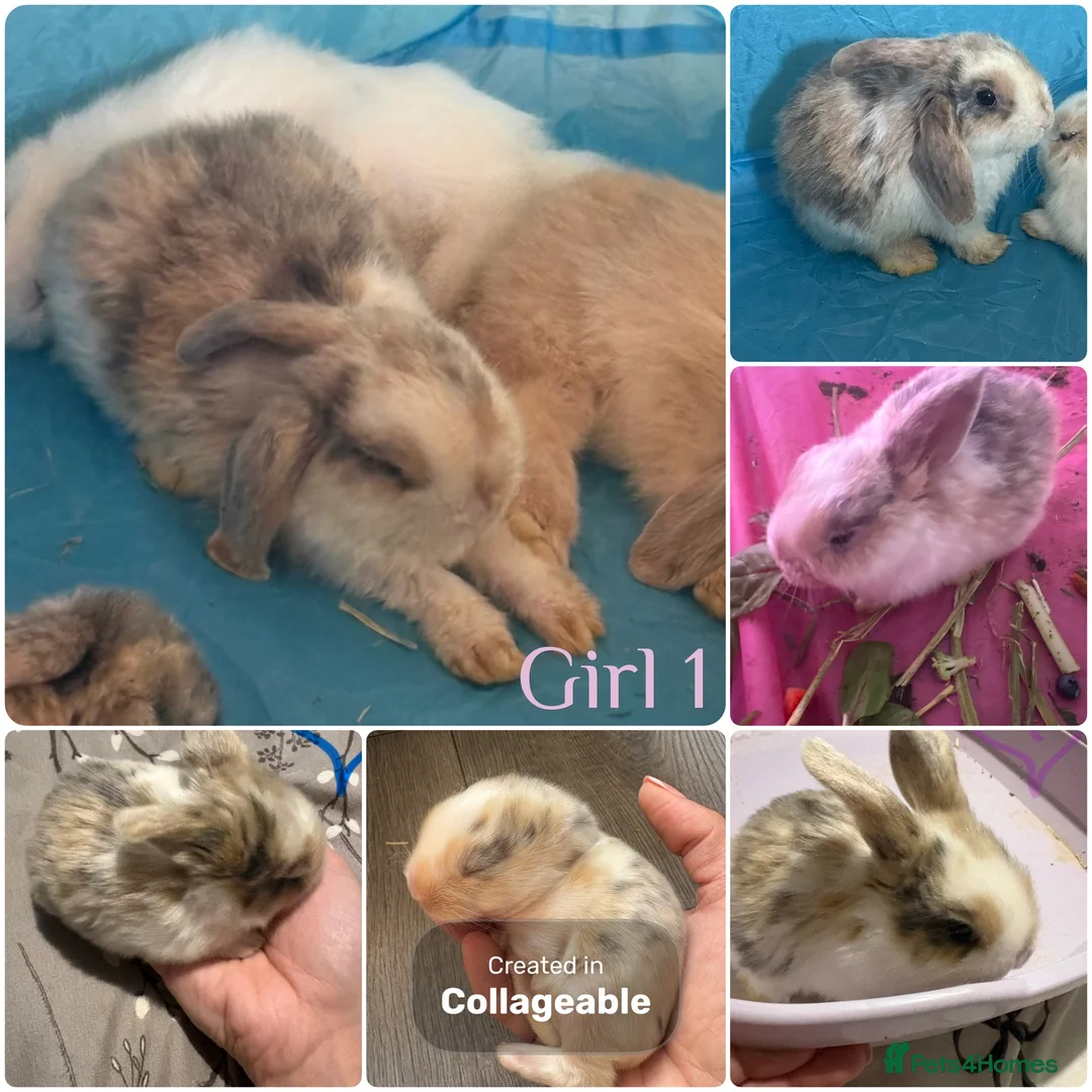 Mini Lop rabbits for sale: Mini lop harlequin rabbits  - Advert 2