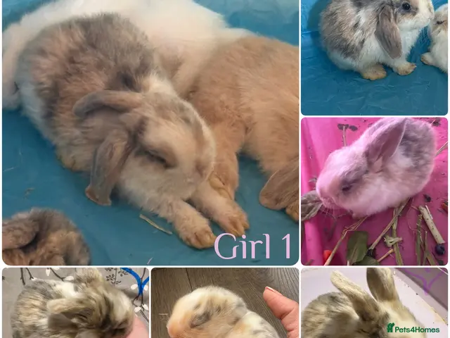 Mini Lop rabbits Mini lop harlequin rabbits - Advert 2