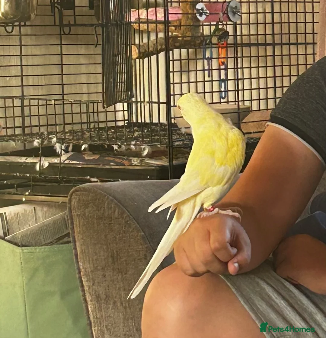 Ringnecks birds for sale: Indian ring neck girl in Tadley - Advert 2