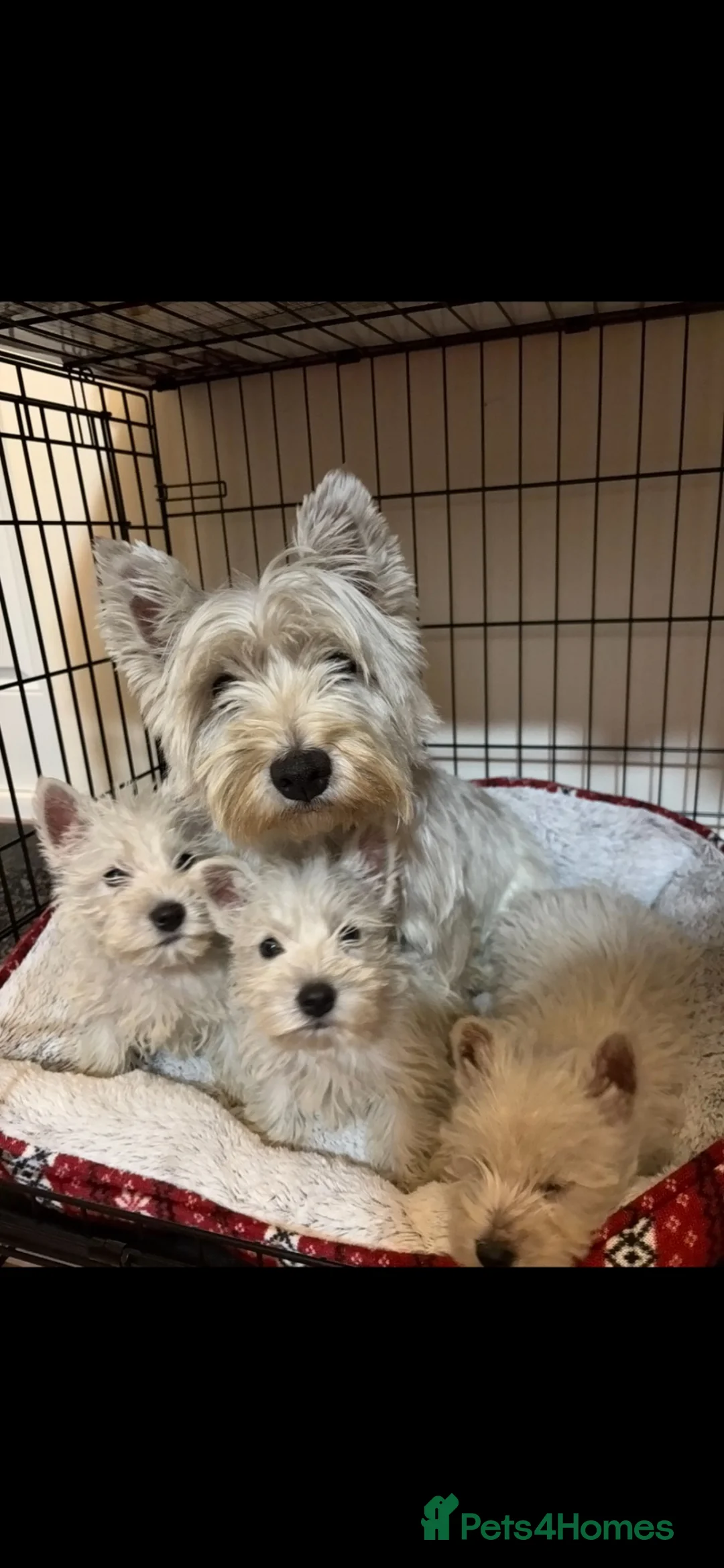 West Highland Terrier dogs for sale: 3 stunning west highland terrier puppies for sale - Advert 2