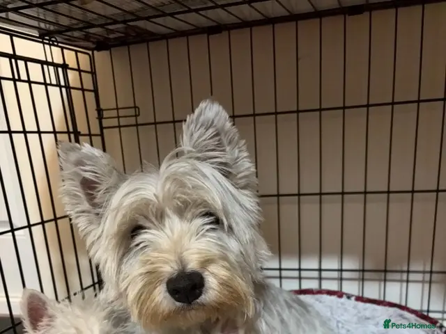 West Highland Terrier dogs for sale: 3 stunning west highland terrier puppies for sale - Advert 2