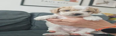 Sugar