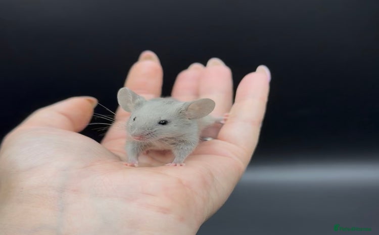 Mouse rodents - Advert 1