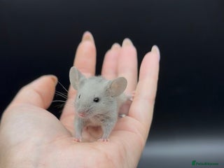 Mouse rodents - Advert 4