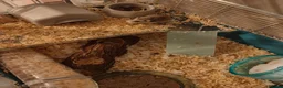 Hamster rodents for sale: Russian Deaf Hamster  in North Shields - Advert 5