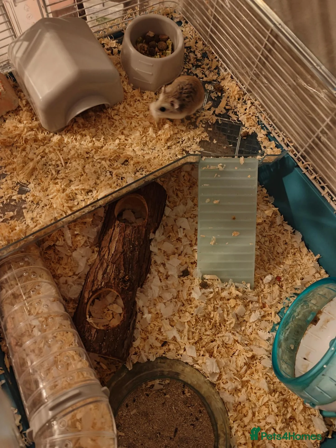 Hamster rodents for sale: Russian Deaf Hamster  in North Shields - Advert 5