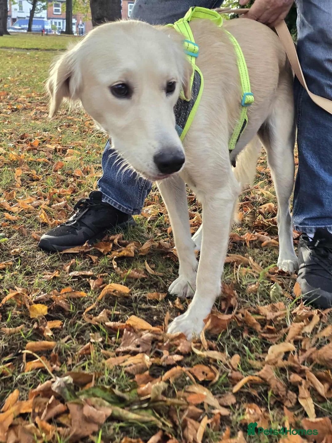 Golden Retriever dogs for sale: Golden Retriever Female 18 months - Image 3