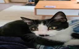 Mixed Breed cats for sale: Adorable Bonzo needs a loving home - Image 6