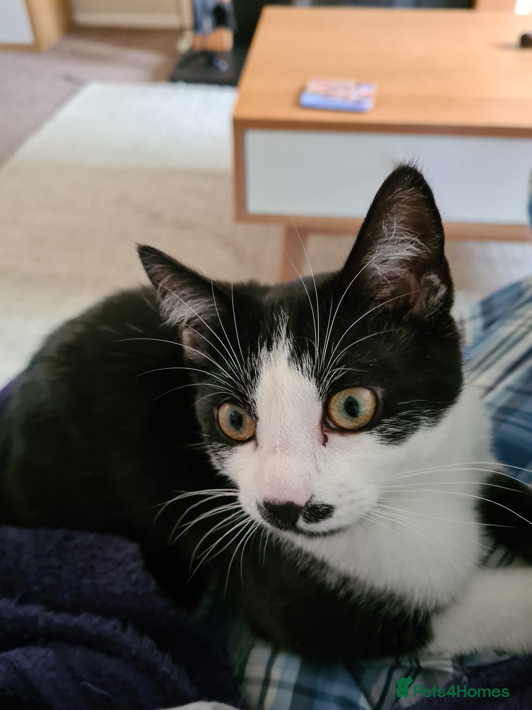 Mixed Breed cats for sale: Adorable Bonzo needs a loving home - Image 6
