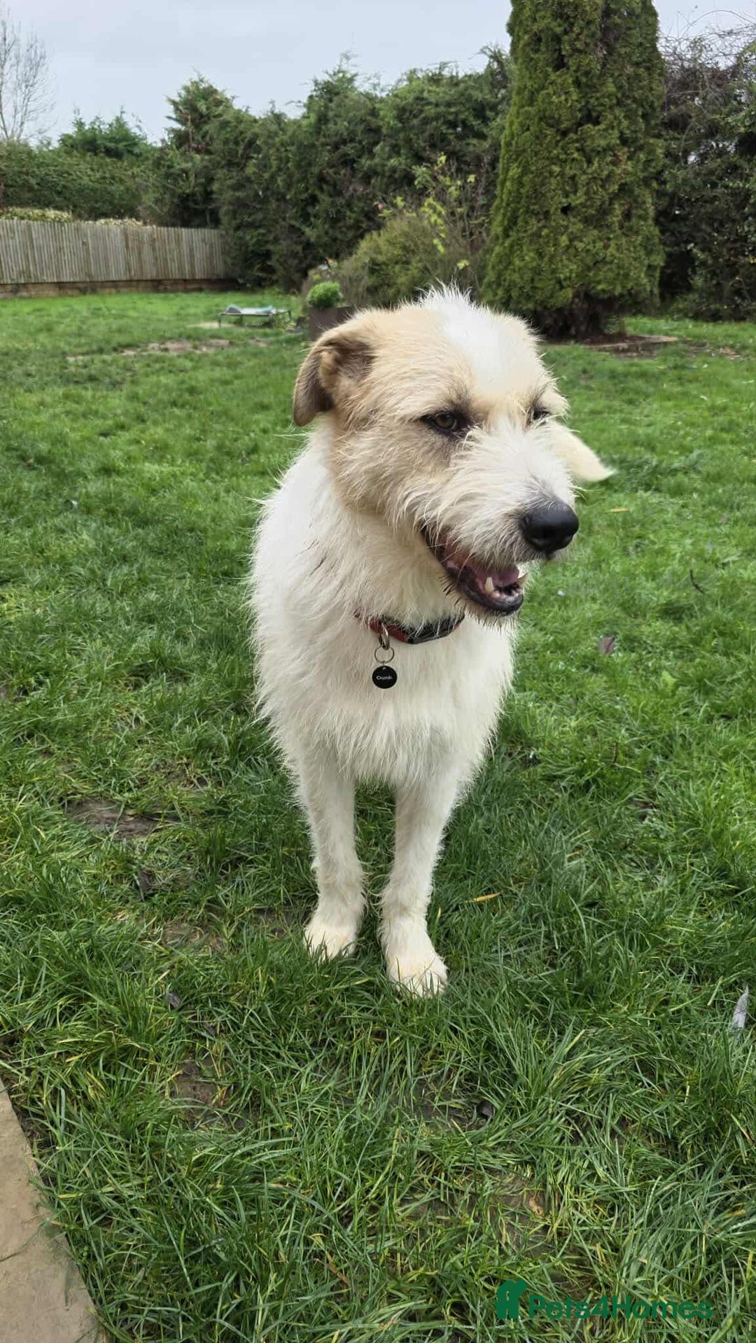 Mixed Breed dogs for adoption: Hershey ( and brother Harley )  - Advert 6