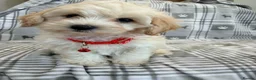 Maltipoo dogs for sale: Happy,loving affectionate Health Tested Maltipoo’s - Advert 17