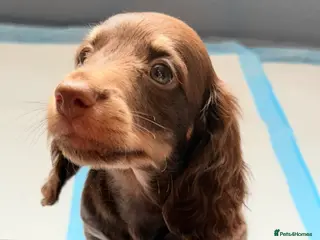 Miniature Dachshund dogs Beautiful long hair miniature dachshund pups - Advert 5