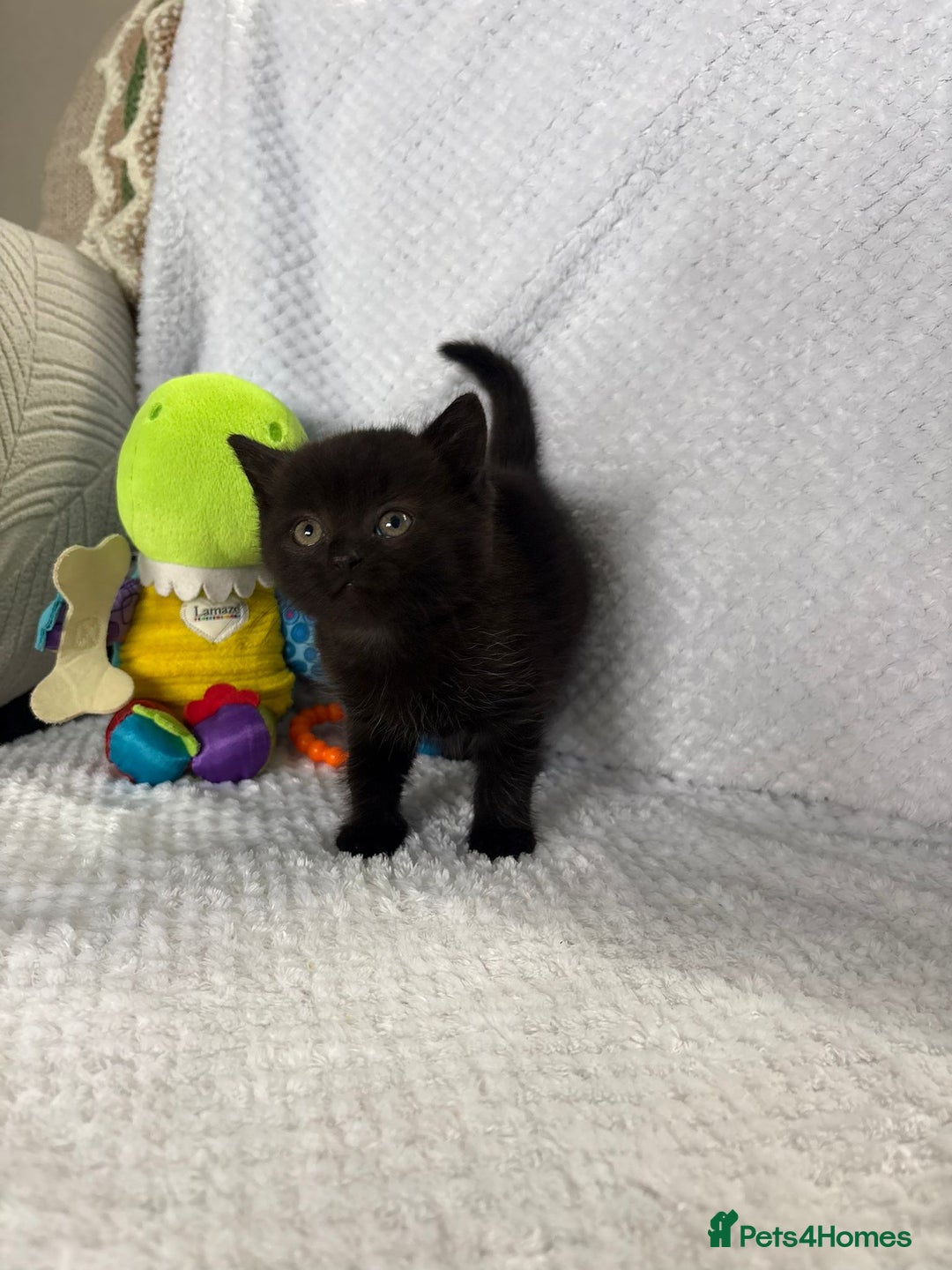 British Shorthair cats for sale: Beautiful British shorthair x kittens - Image 13