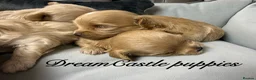 Maltipoo dogs for sale: Tiny maltipoo puppies Asian poodle dad  - Advert 4