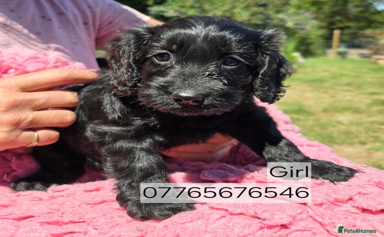 Cockapoo dogs - Advert 5