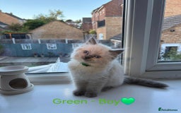 Ragdoll cats for sale: 💫 Blue Point Ragdoll Kittens 💫 - Image 9