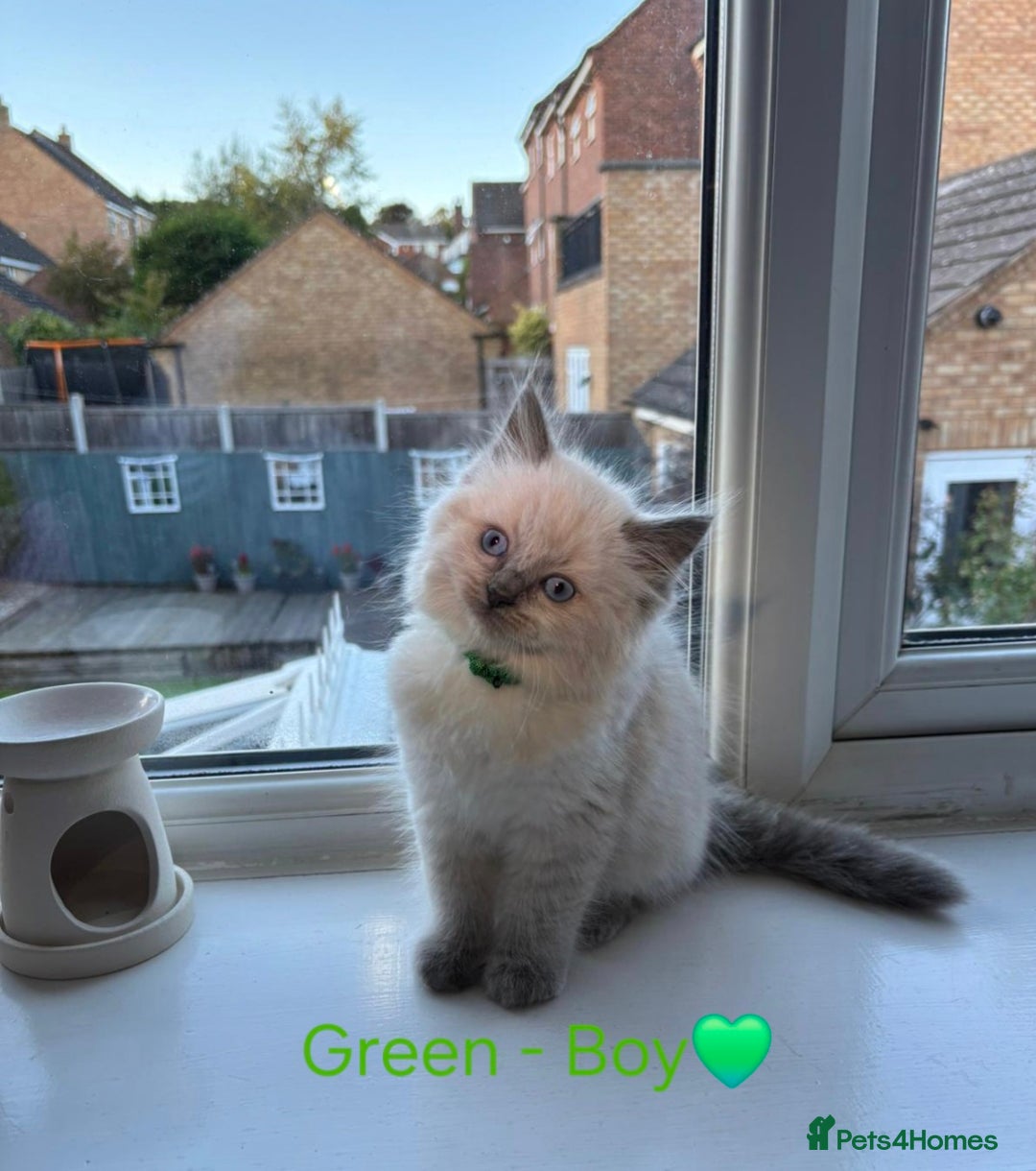 Ragdoll cats for sale: 💫 Blue Point Ragdoll Kittens 💫 - Image 9
