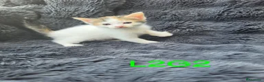 L2G2