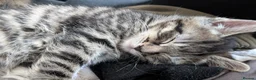 Mixed Breed cats for sale: Mixed breed kittens  in Southall - Advert 12