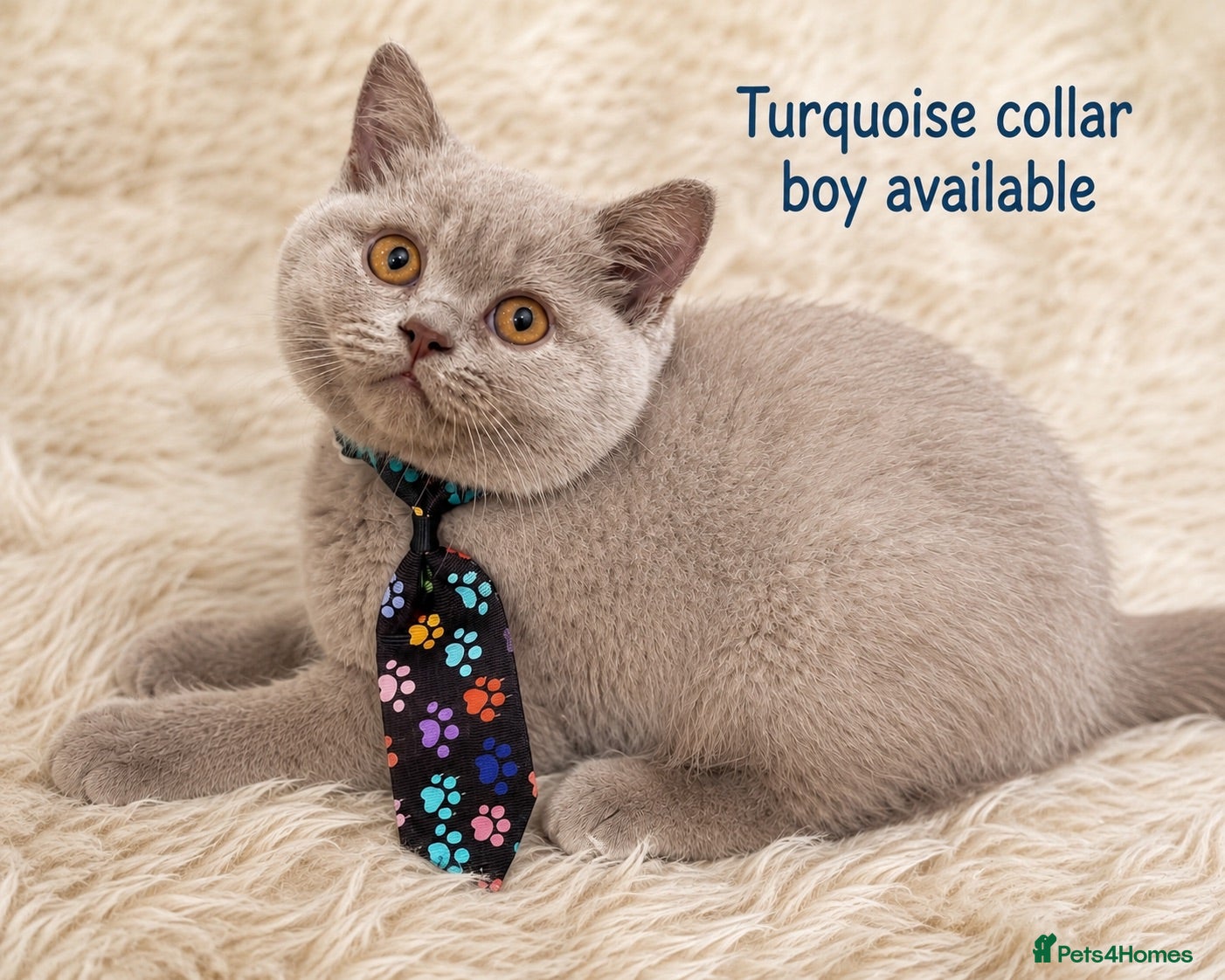 British Shorthair cats Supreme Champion Line British Shorthair Kittens - Advert 2