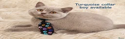 British Shorthair cats for sale: Supreme Champion Line British Shorthair Kittens - Advert 5