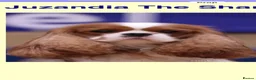 Cavalier King Charles Spaniel dogs for sale: KC Registered Cavalier King Charles Puppies - Advert 6