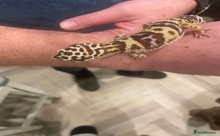 Leopard Gecko reptiles - Advert 1
