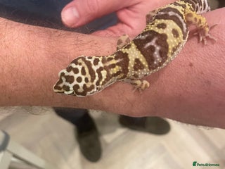 Leopard Gecko reptiles for sale - Advert 1