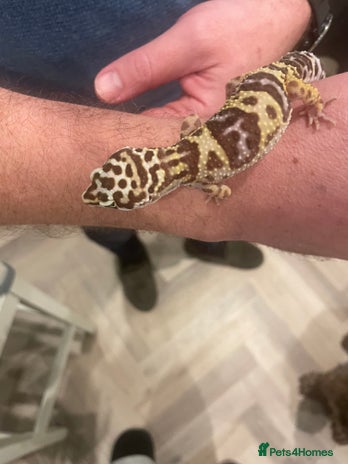 Leopard Gecko reptiles - Advert 1